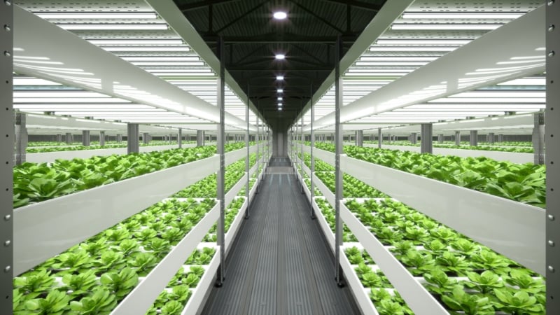 工場野菜